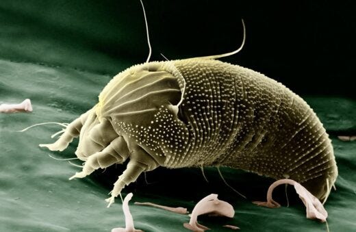 Dust mites trigger my asthma and allergies - National Asthma Council  Australia