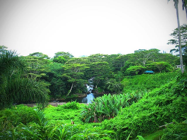 The Forest of the Monastery