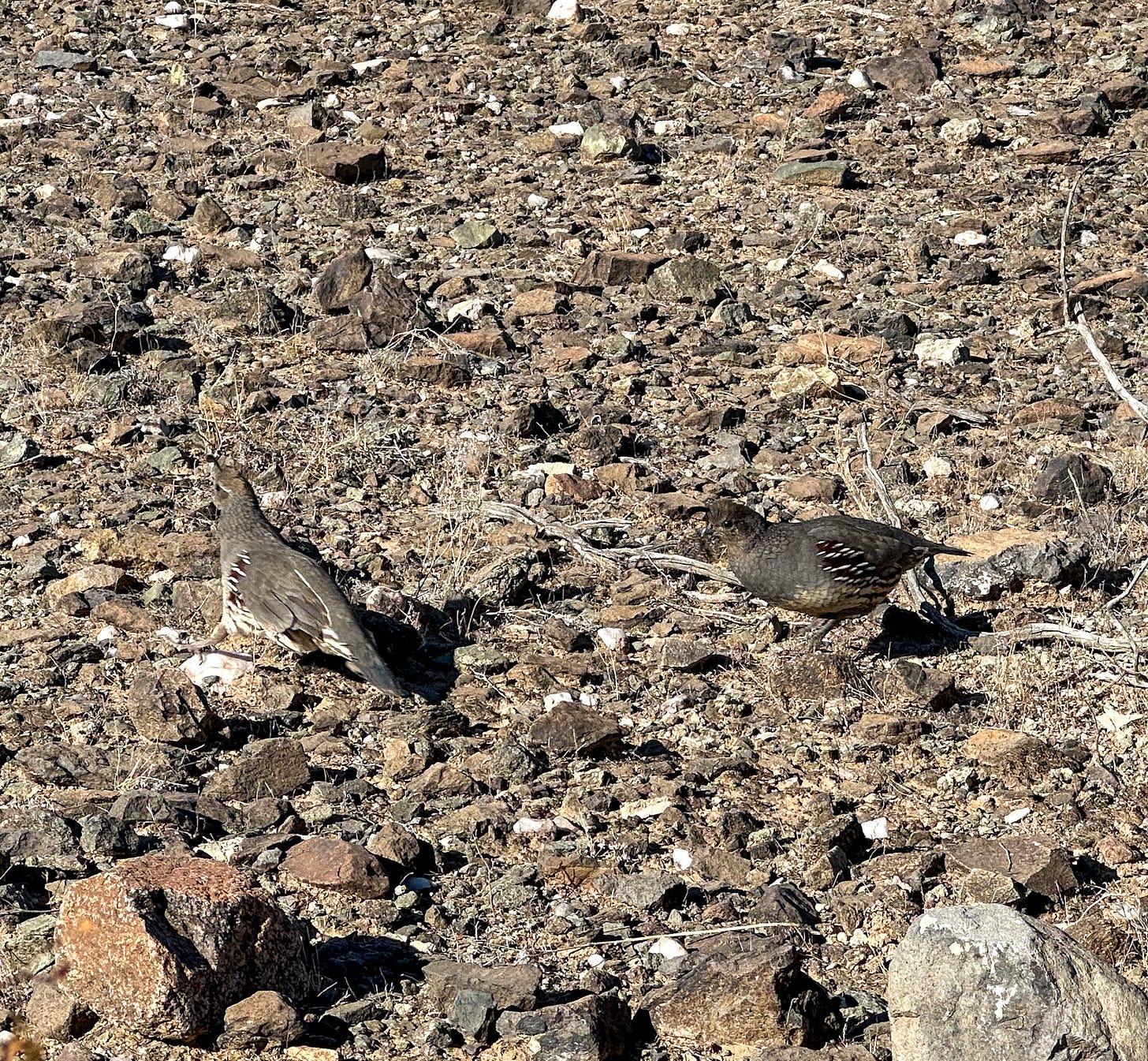 Gamble's Quails in the Sonoran Desert 