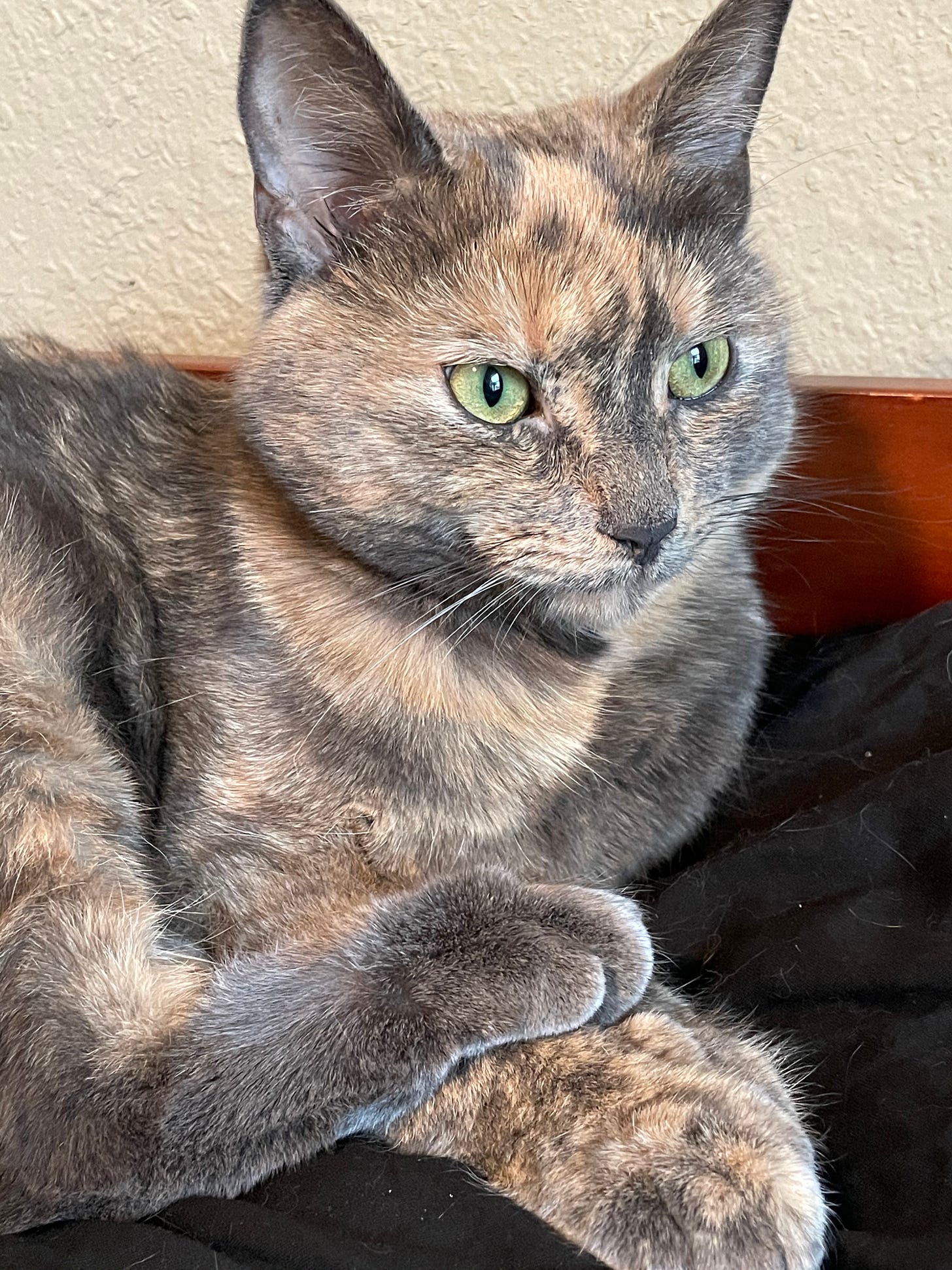 A dilute tortie cat sits on a black pillow with both front paws in front of her body and one hind paw stacked on top of them.