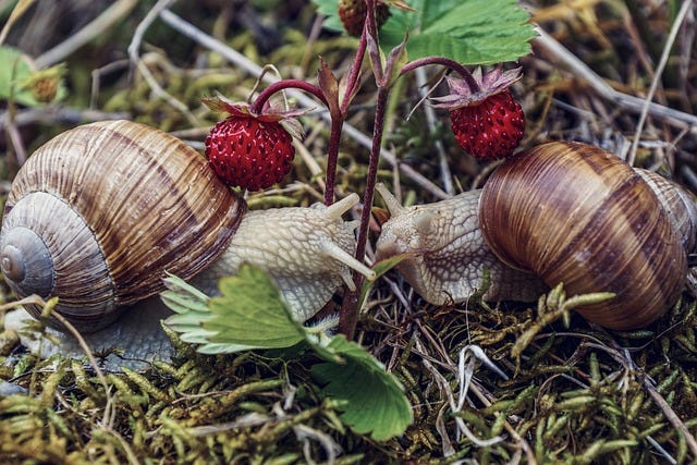 two snails under wild strawberries