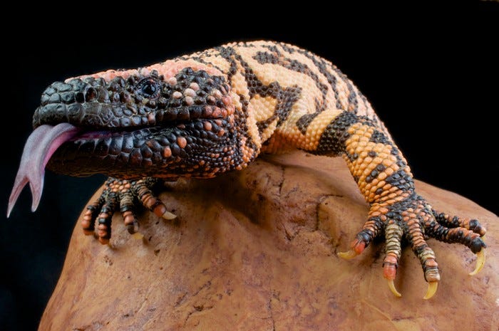 Brown and orange the Gila Monster is the worlds most venomous lizard