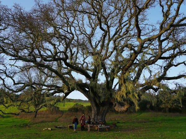 People stand under a large oak tree with branches that extend in all directions.