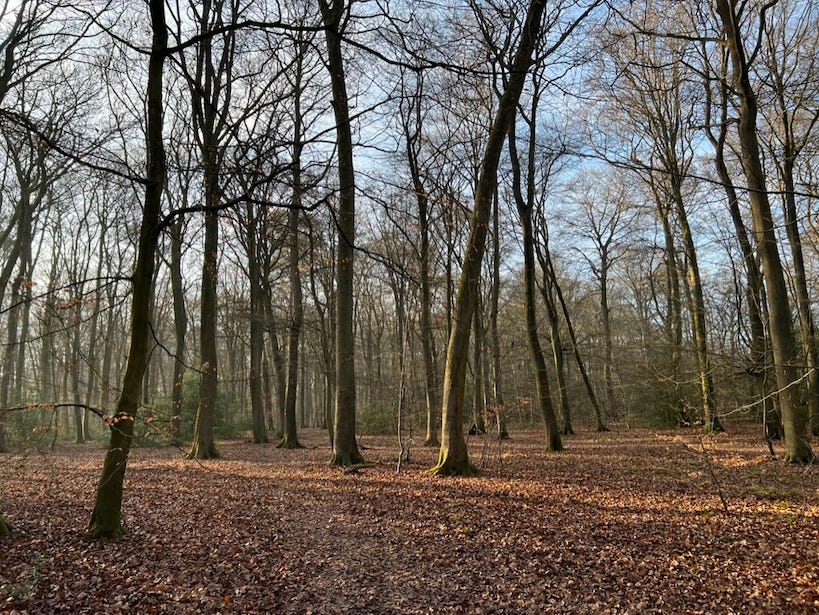 a winter walk in a sunny wood