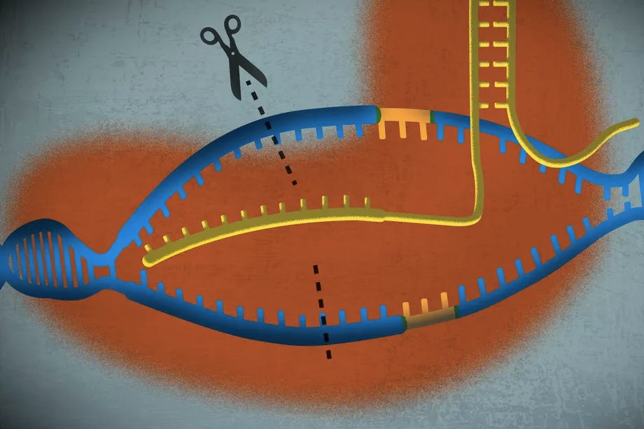 A simple guide to CRISPR, one of the biggest science stories of 2016. Credit: Javier Zarracina, Vox.