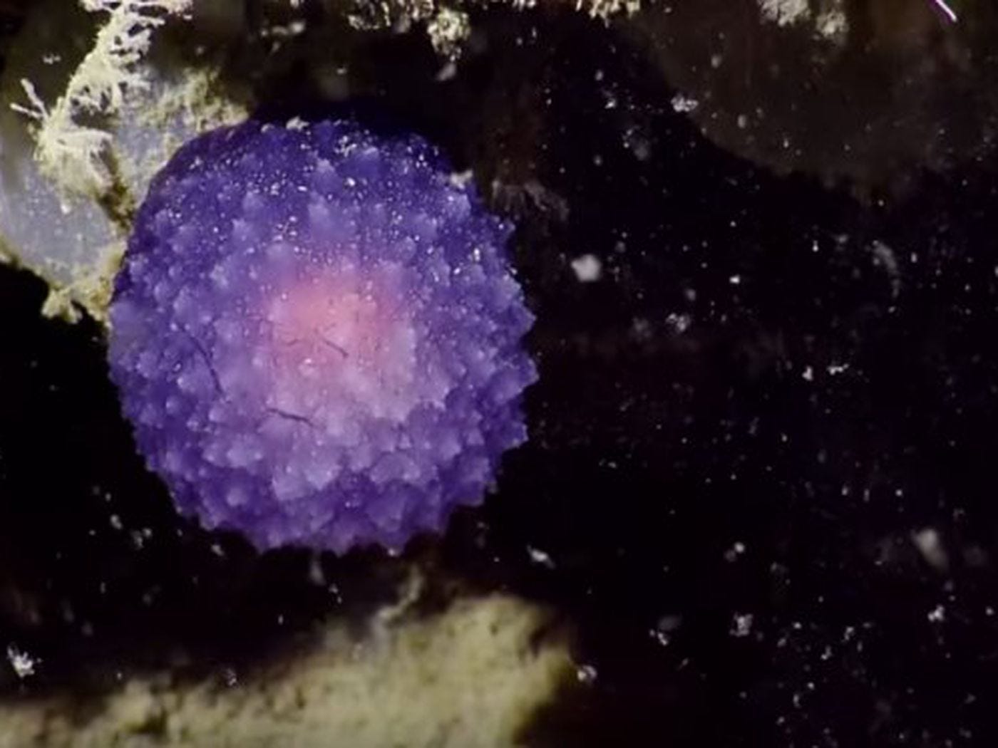 Scientists discovered a glowing purple orb at the bottom of the ocean. They  still have no idea what it is. - Vox