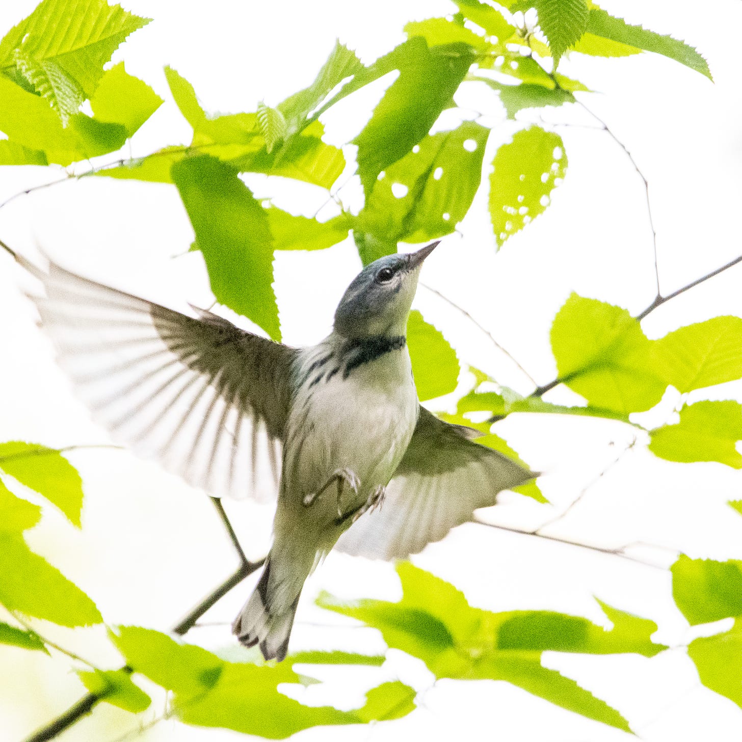 A cerulean warbler flying upward and to the right, first of 4 images in sequence