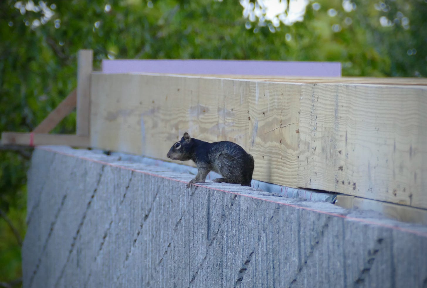 Black-furred Texas rock squirrel on a building site