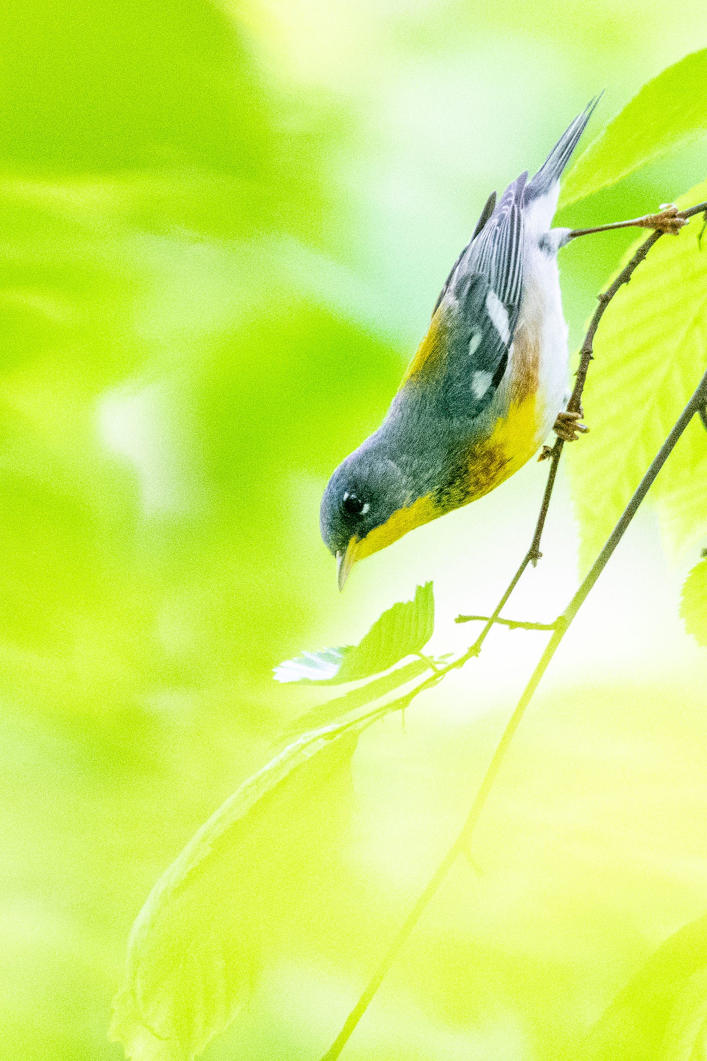 A Northern parula, perched facing downward into a misty light green bokeh of out-of-focus leaves