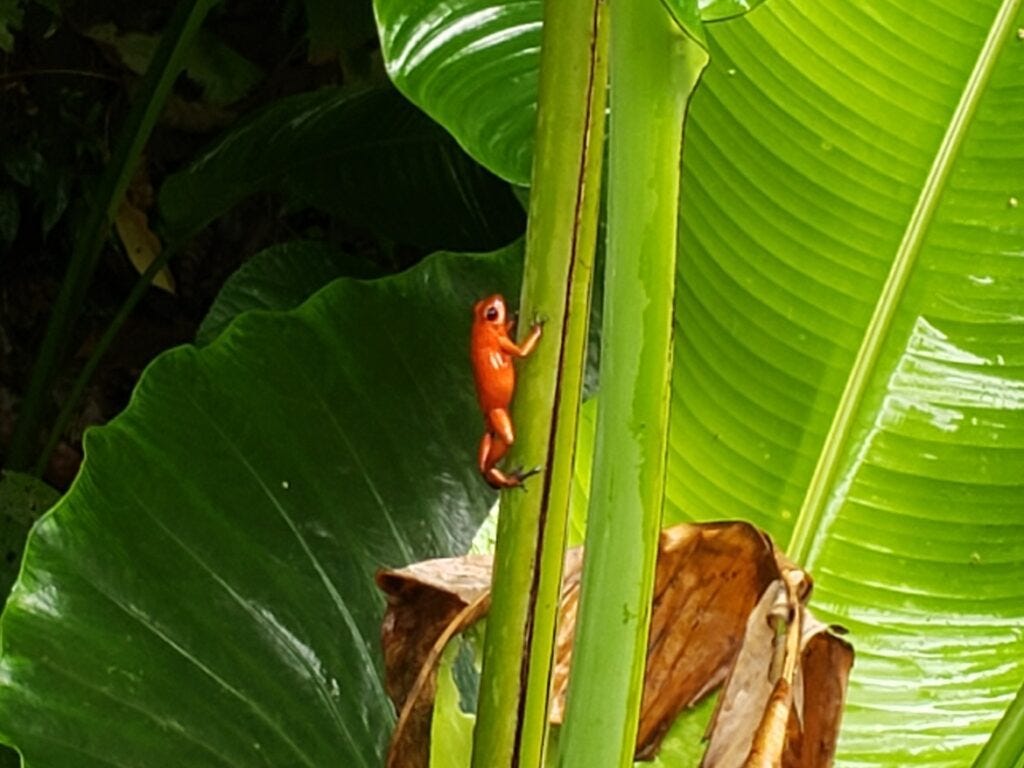 poison dart frog on costa rica jungle tour