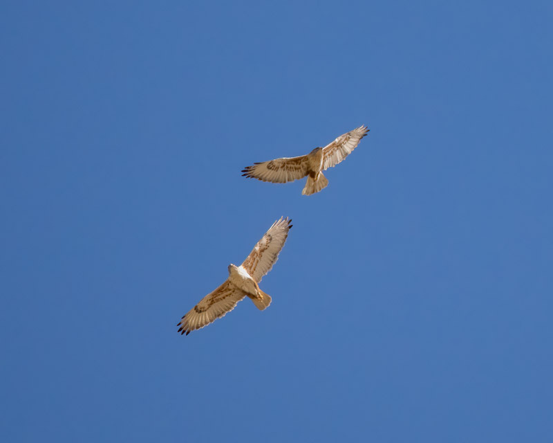 20240218-Yuma-242-Edit-Edit.jpg