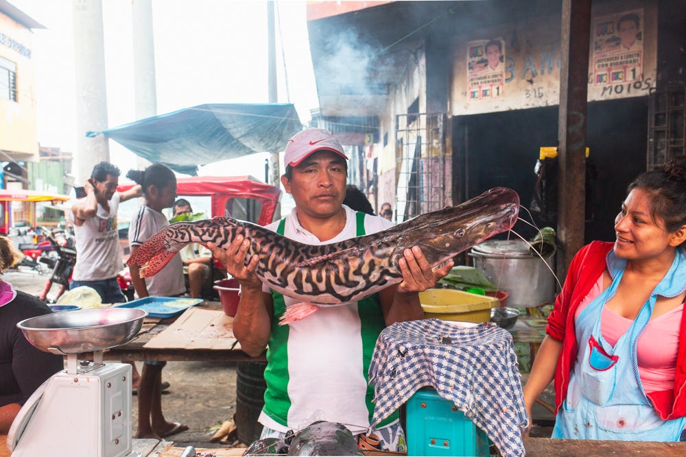 Fisherman at a market showing off his catch, a striped doncella fish
