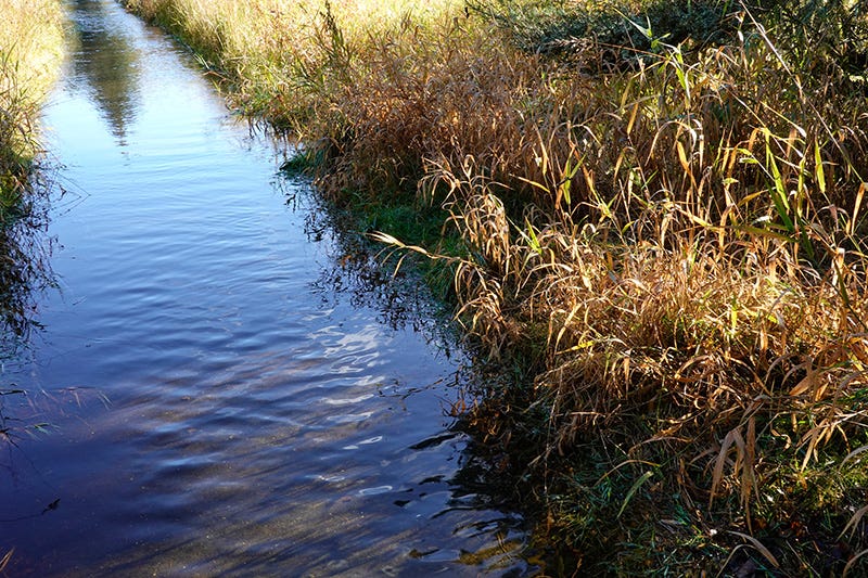 Footpath flooded after Storm Babet, fringed by reeds