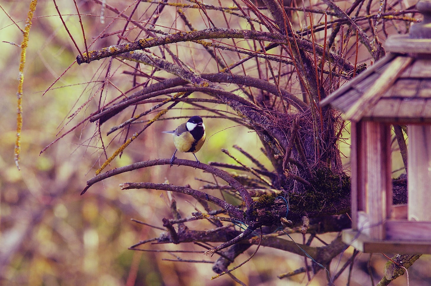 A small bird perches on a tree branch next to a wooden bird feeder. The background is a blend of brown and green foliage.