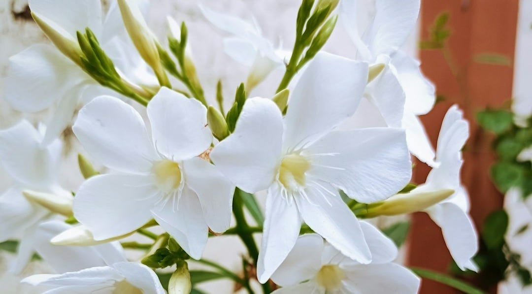 a close up of a white flower near a wall