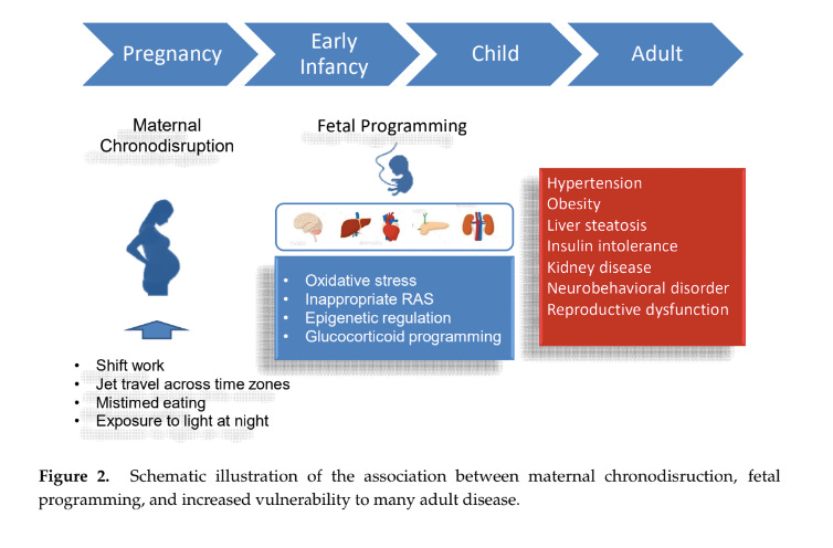 graphic showing how maternal chronodisruption leads to fetal programming leads to adult diseas