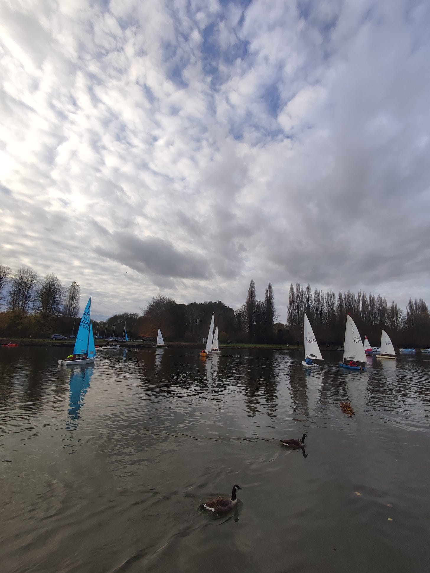 small sail boats on the river Thames, cloudy blue sky and ducks in the foreground