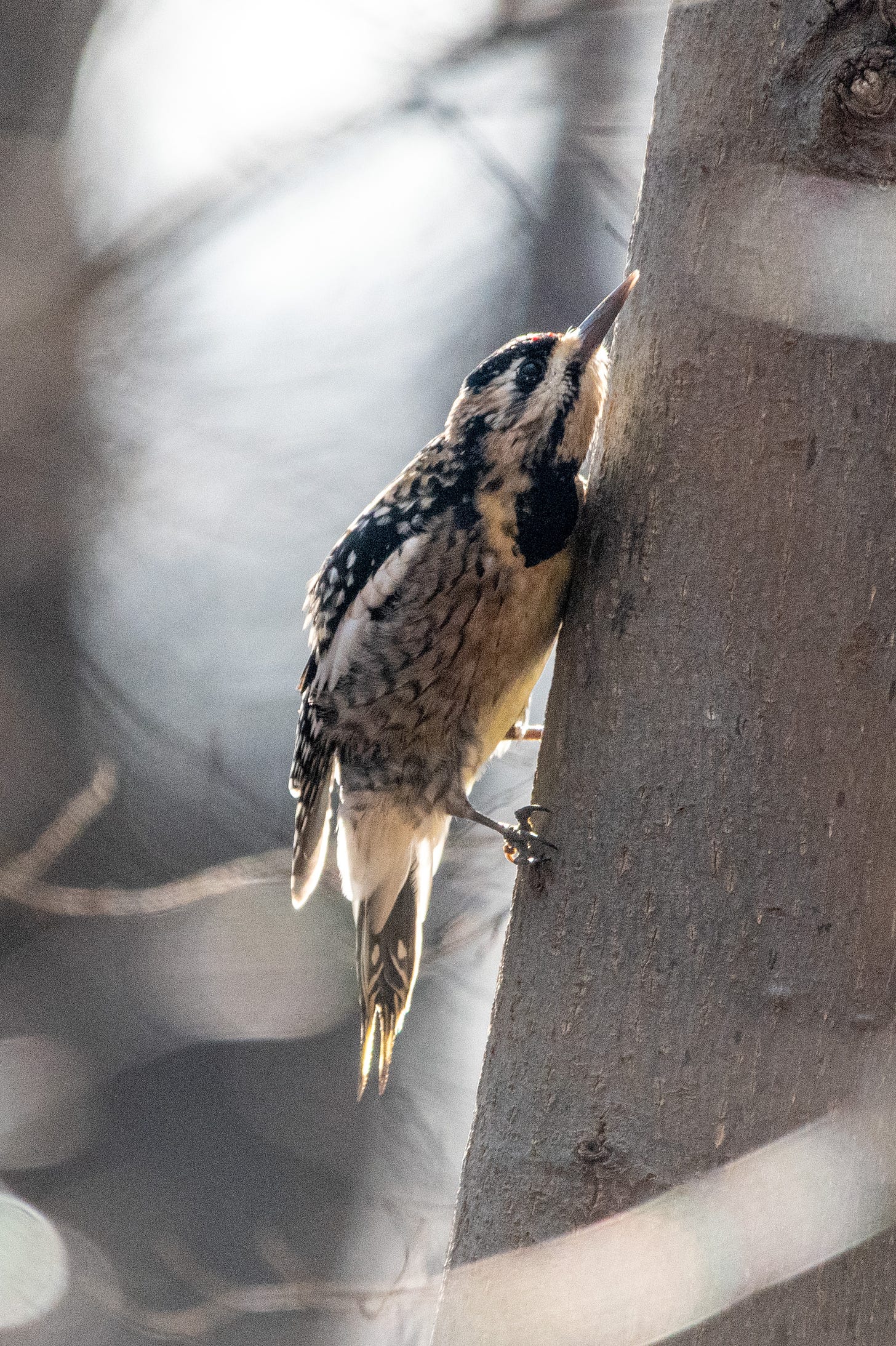 A yellow-bellied sapsucker seen from the side as it crawls up the trunk of a tree, its chin and breast almost flat against the bark