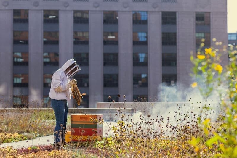 Urban Beekeeping Problems and Benefits