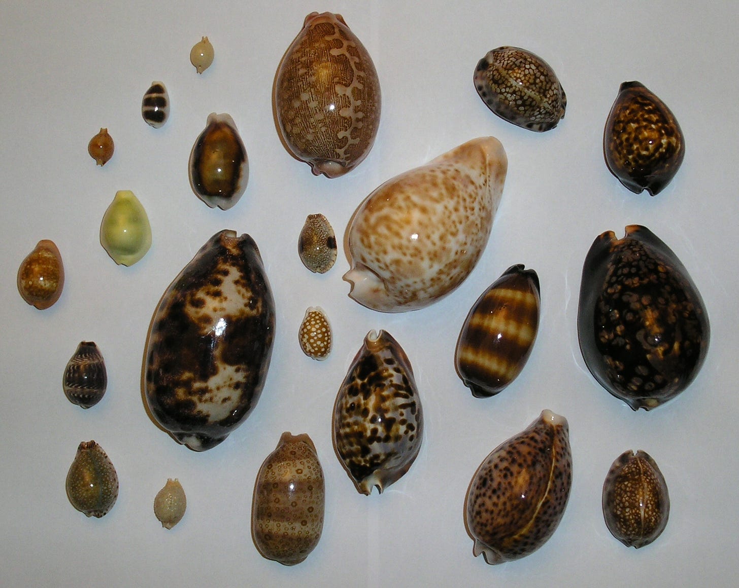 Top down photo of different cowries on a white table
