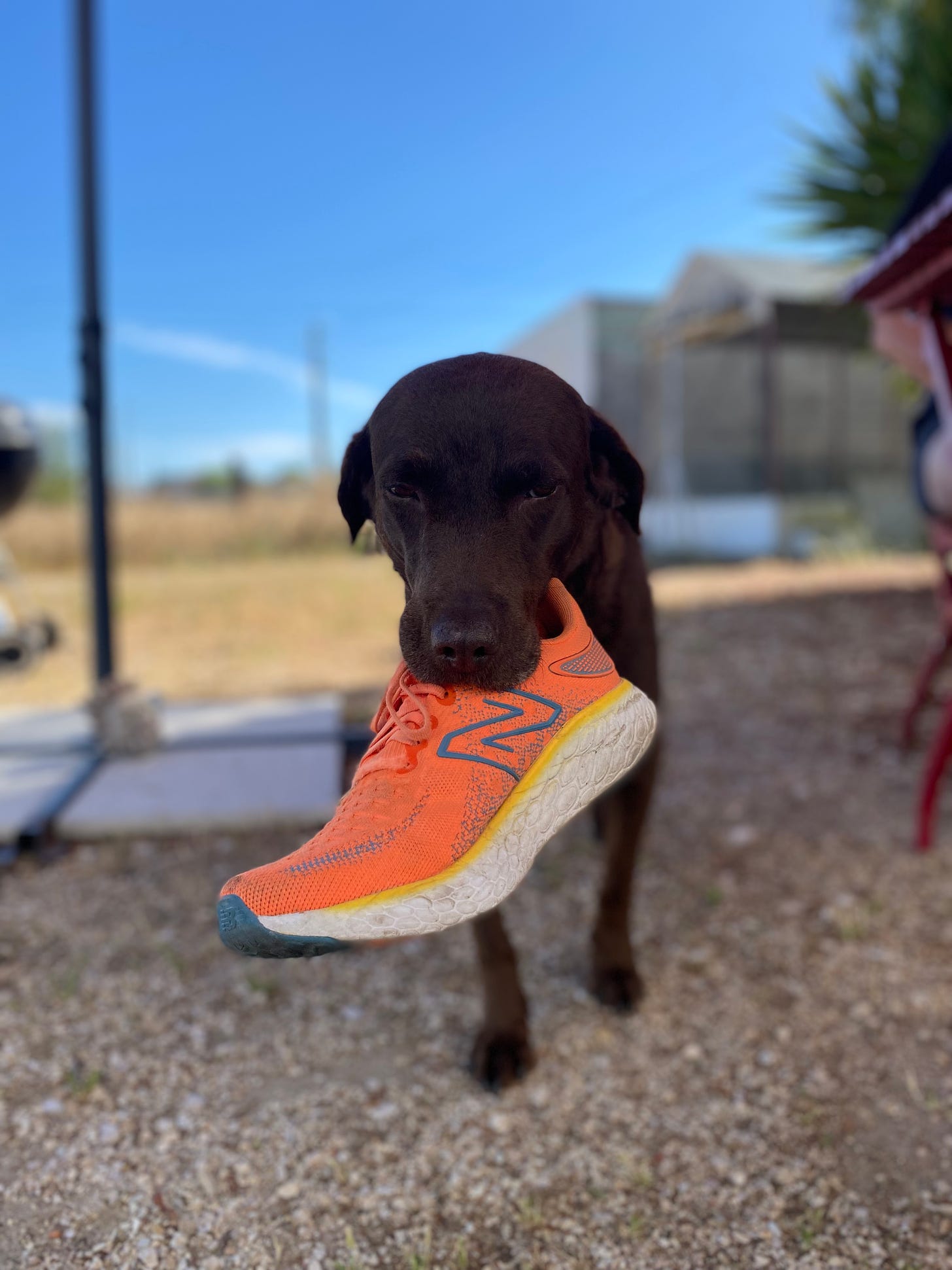 Bob (brown Labrador) carrying a training shoe