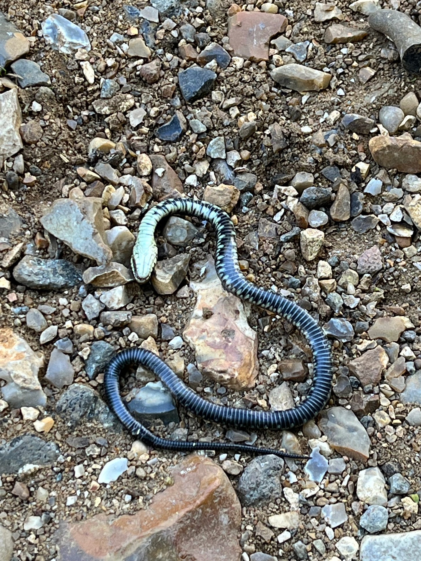 A dead grass snake.