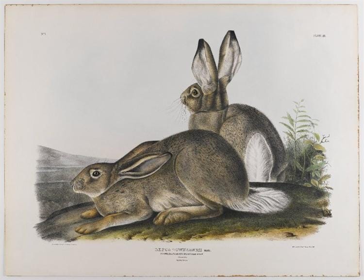 Townsend's Rocky Mountain Hare, 1842 - John James Audubon