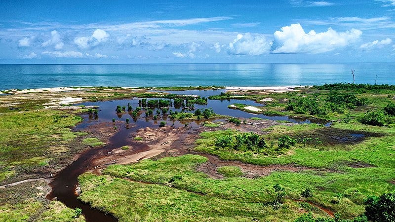 File:La mangrove Nyonié au Gabon.jpg