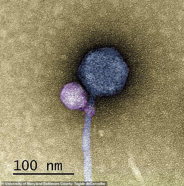 The first case of 'vampire viruses' (purple) has been observed by scientists, who found some infectious agents attach to the neck of another (blue) to ensure its life cycle