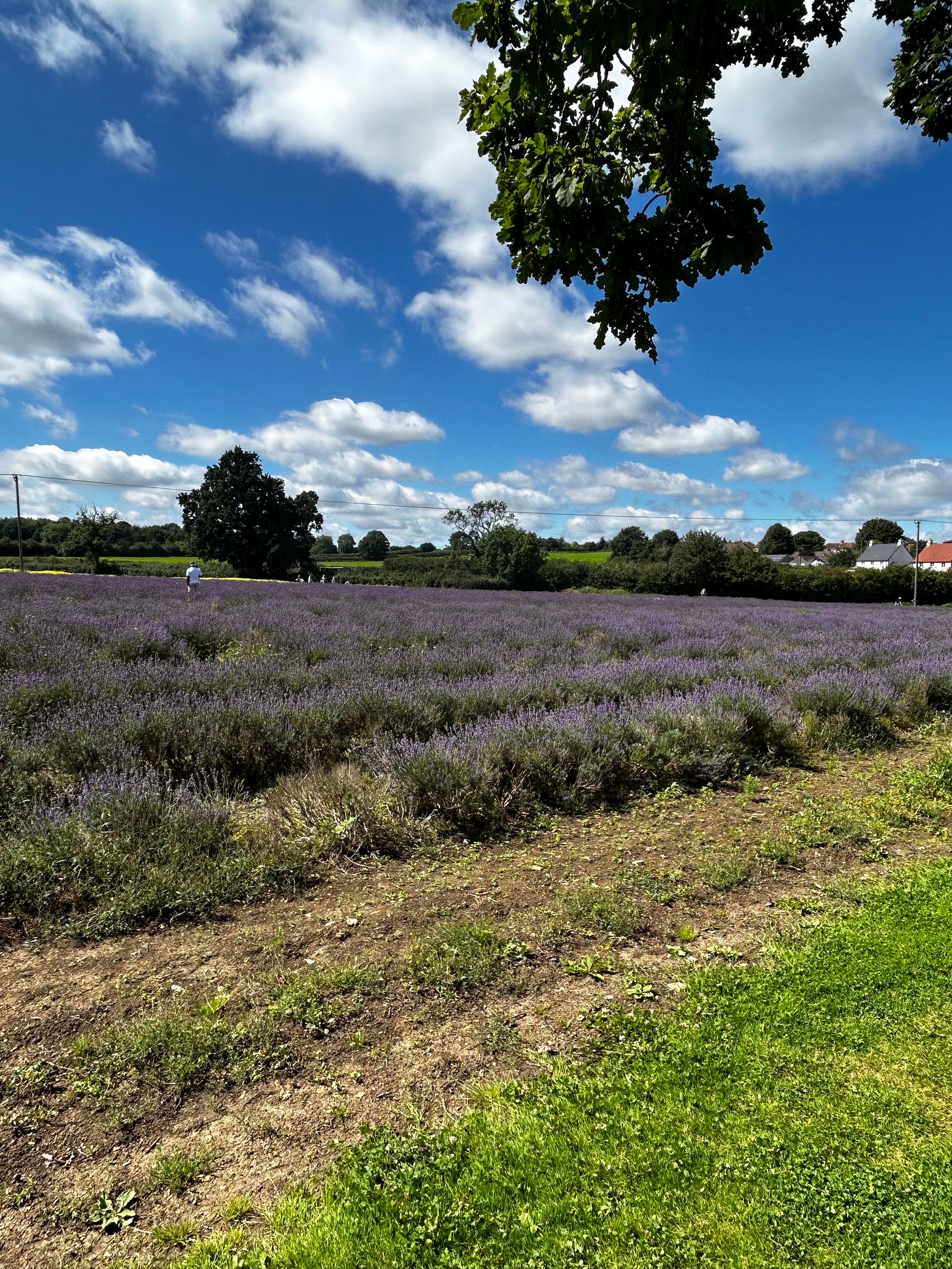 A field of lavender at the Somerset Lavender Farm, Faulkland. Image: Roland's Travels