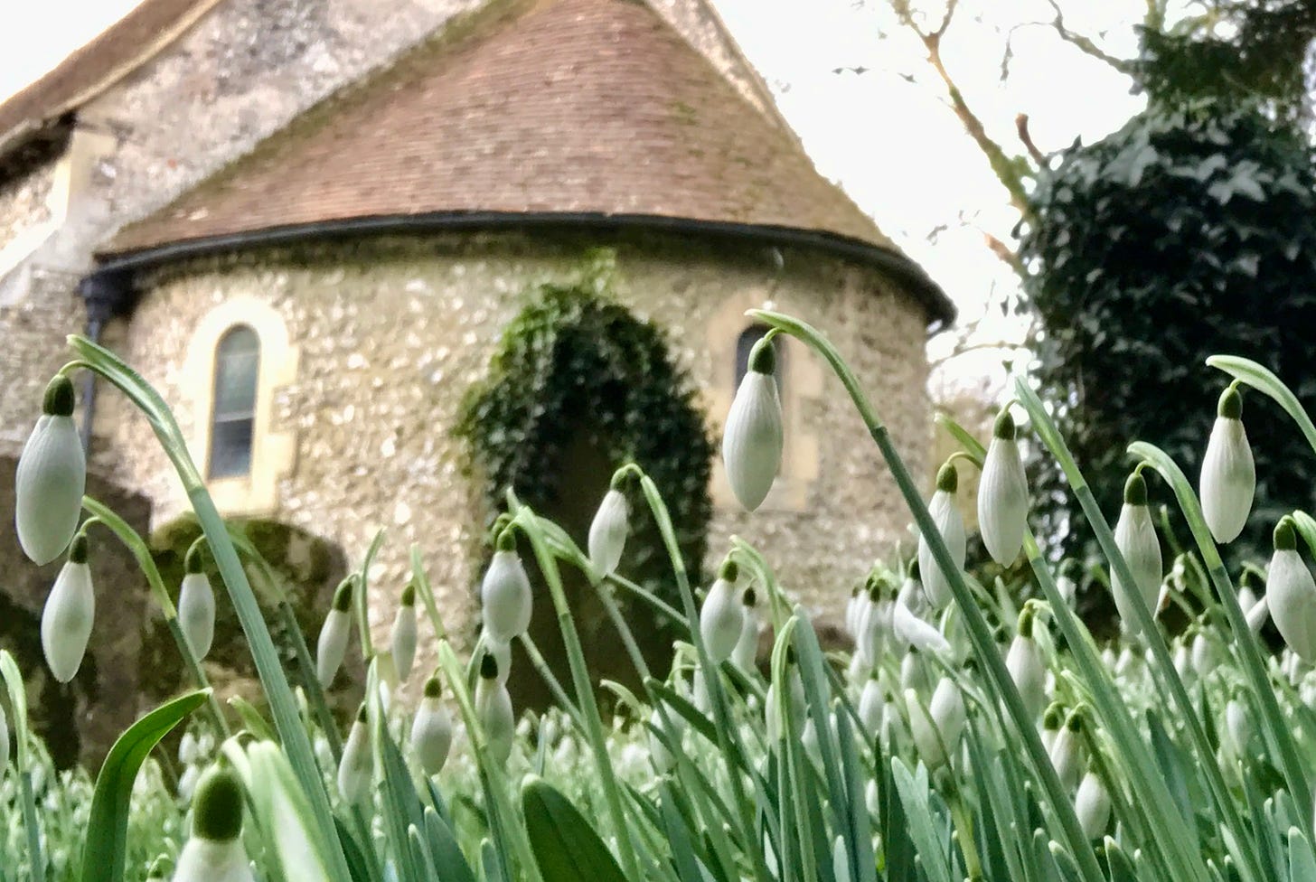 Swyncombe snowdrops in St Botolph’s churcyard