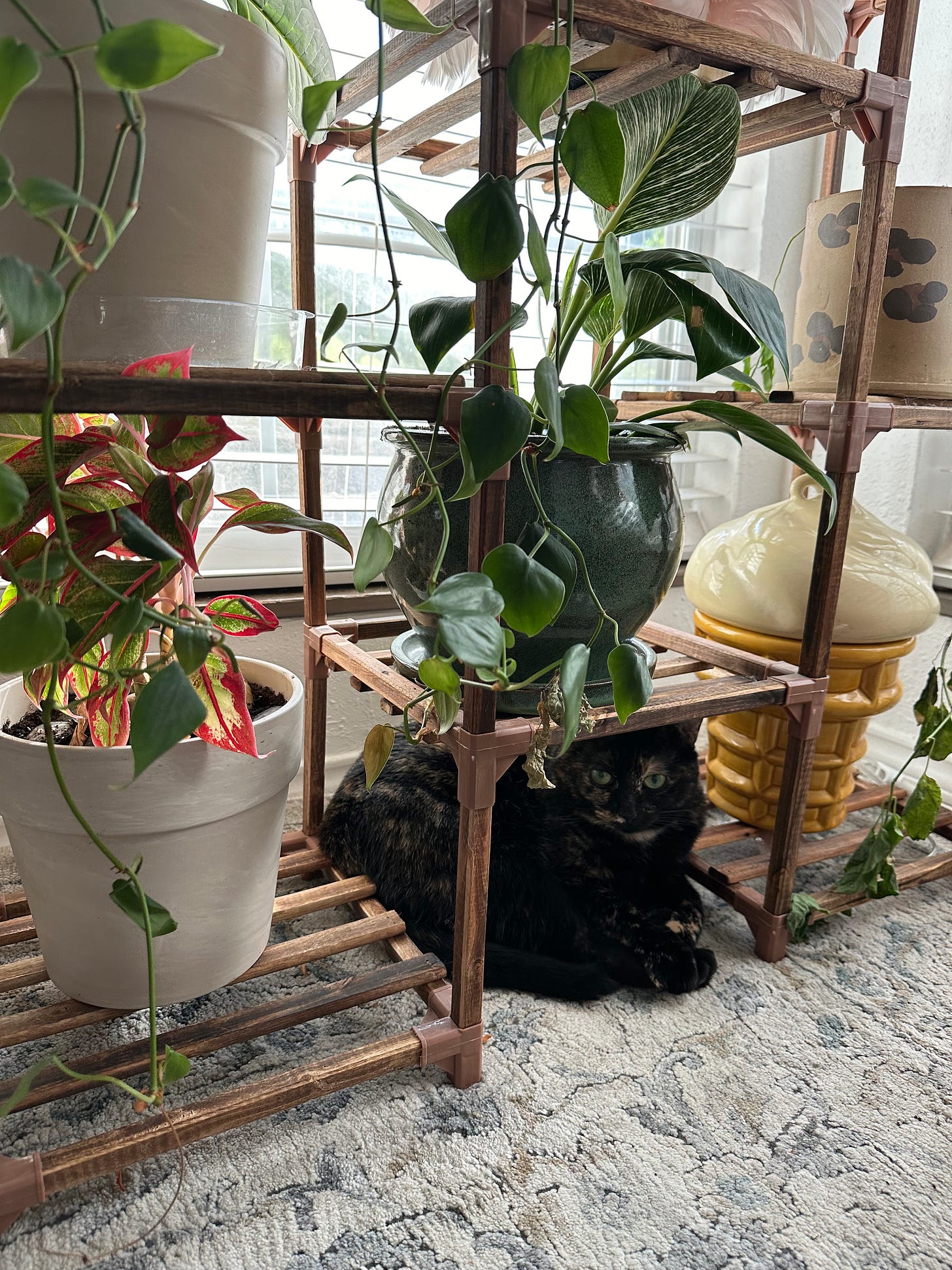 A black cat with green eyes peers out from where it's sitting under a canopy of shelved plants.