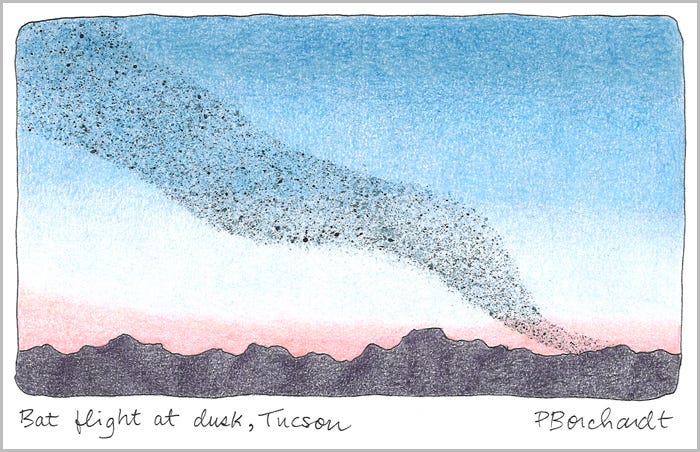 Bat flight at dusk, Tucson (pen, colored pencil & watercolor pencil)