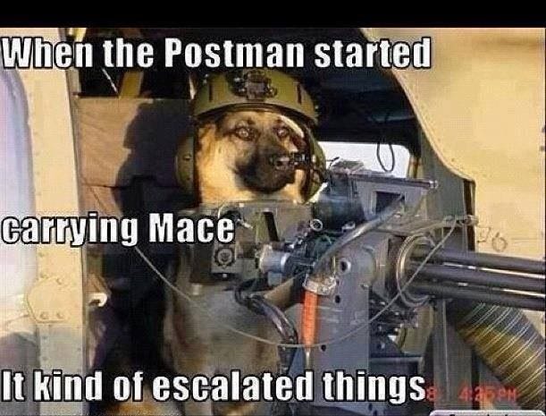 Dog Gun Memes