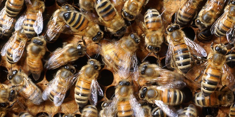 Dancing bees waggle their way to happier habitat | Ensia