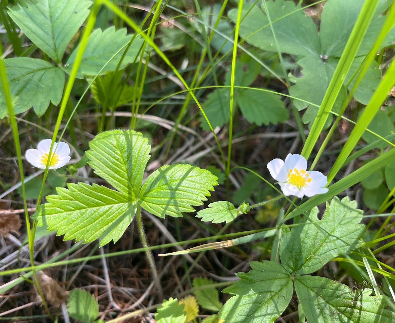 Strawberry plant on the forest floor.