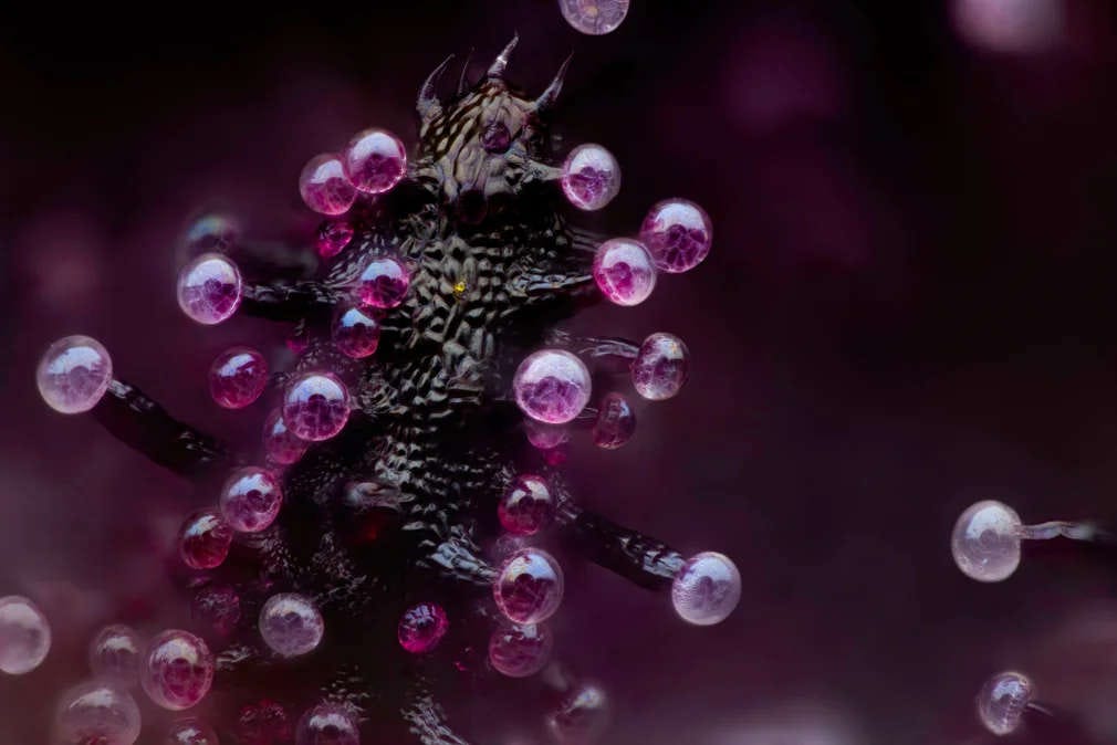 foto macro de una hoja de marihuana, en la que se pueden ver todos los detalles a nivel microscópico