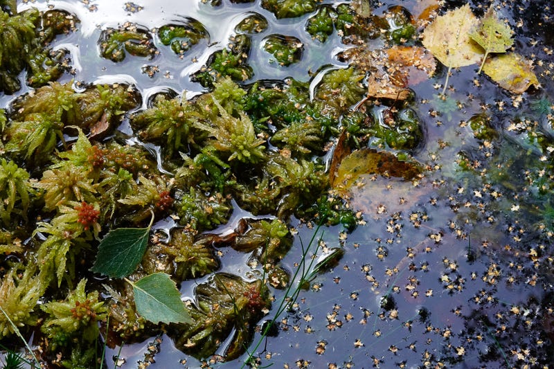 Saturated sphagnum moss surrounded by water