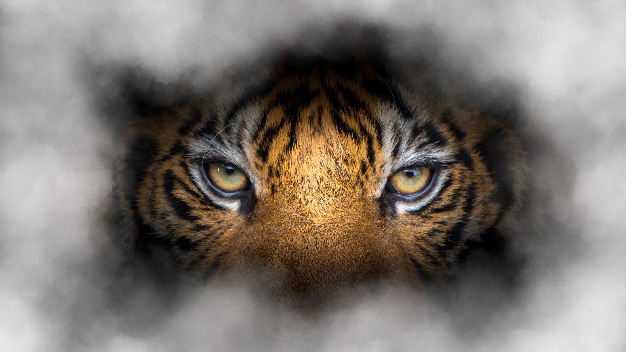 A tiger's face surrounded by fog. 