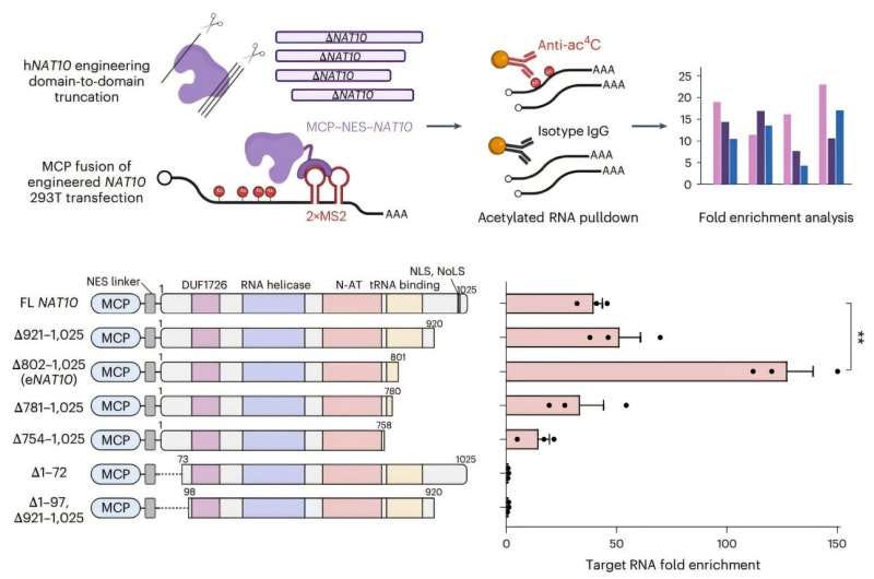 Development of hyperactive variant eNAT10 through NAT10 protein engineering. By engineering the NAT10 protein, which performs RNA acetylation in human cells, based on its domain and structure, eNAT10 was developed, showing approximately a 3-fold increase in RNA acetylation activity compared to the wild-type enzyme. Credit: Nature Chemical Biology (2025). DOI: 10.1038/s41589-025-01922-3 Selectively modifying desired RNA with genetic scissors