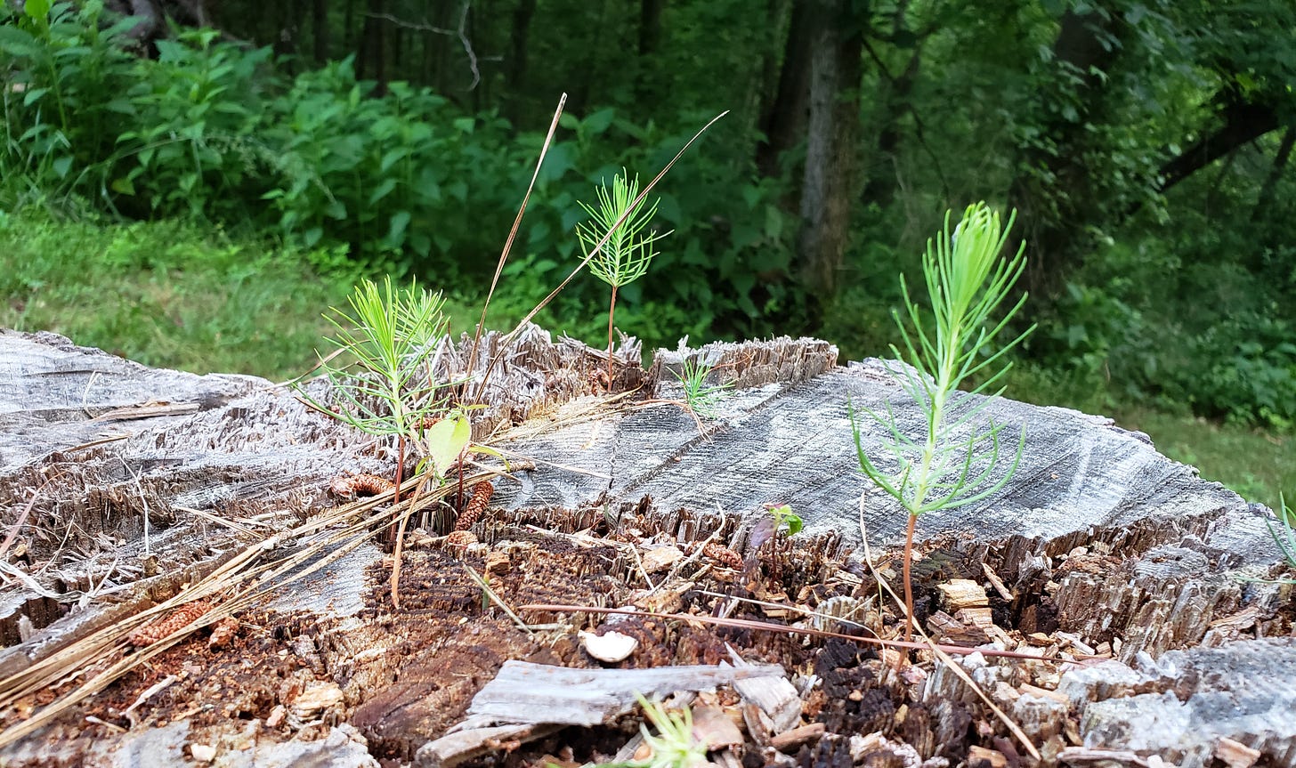 Tiny pine seedlings grow on top of a stump