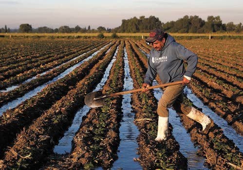 In Mexico, farmers want to keep sewage irrigation