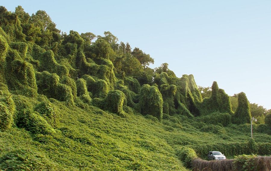 The Story Behind Kudzu, the Vine That's Still Eating the South