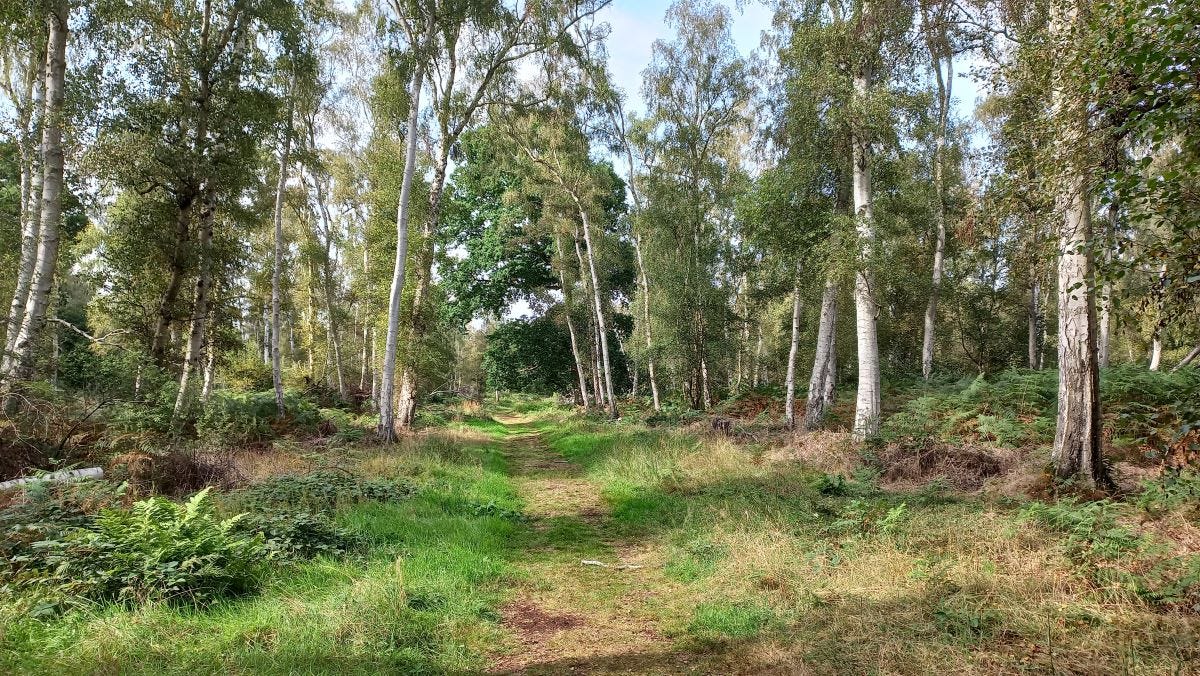 A path emerging through birch woodland.