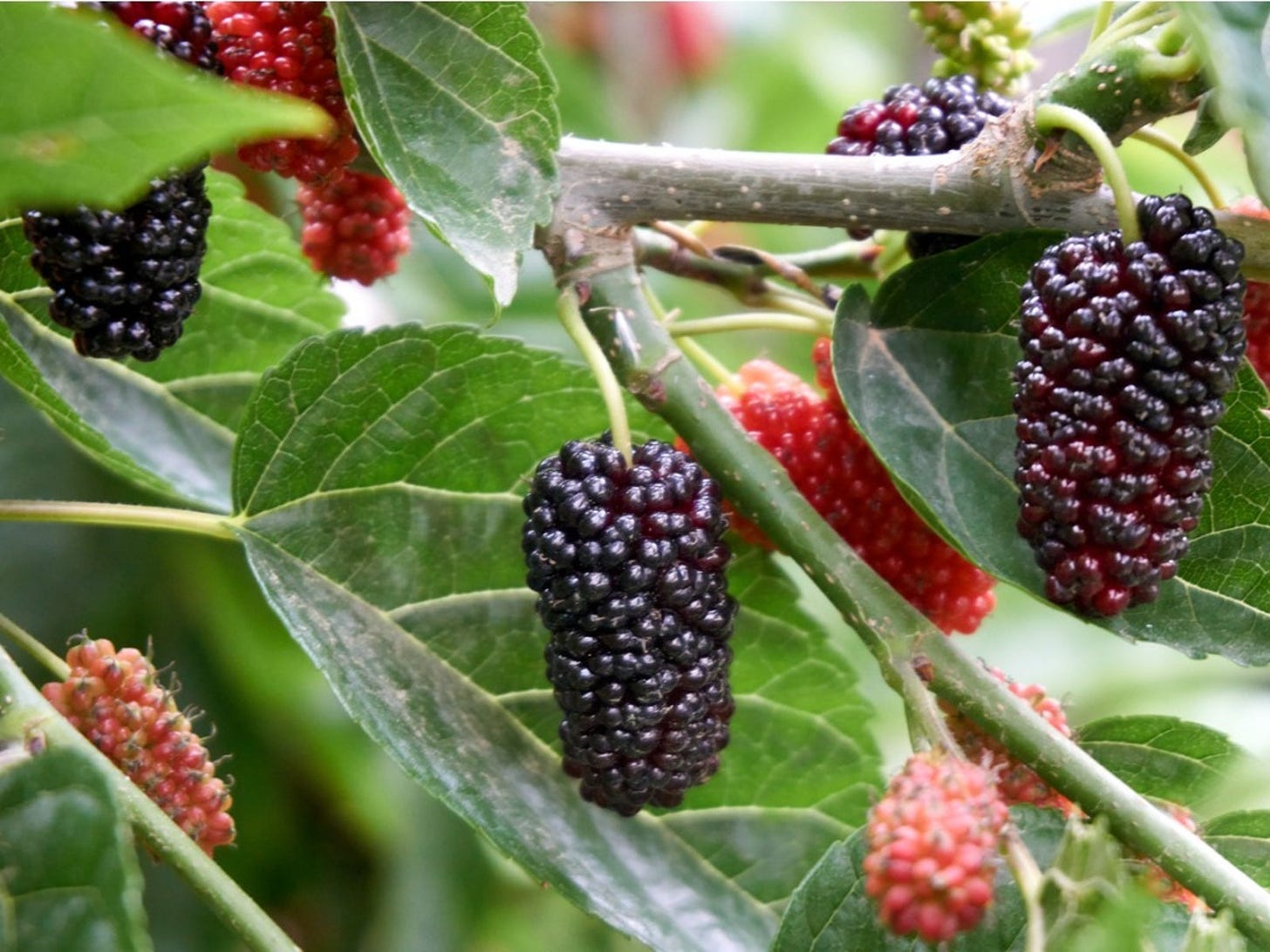 Preventing Mulberry Fruit - Information On How To Sterilize Mulberry Trees  | Gardening Know How