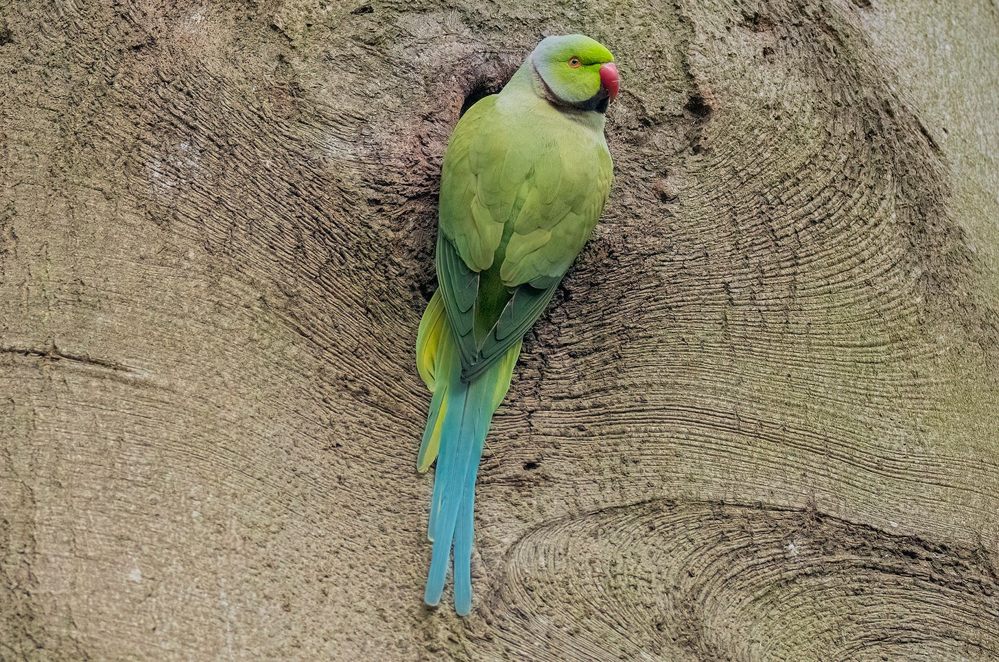 Photo of a ring-necked parakeet clinging to a hole in a tree trunk