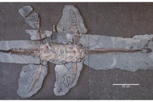 (A) Ventral view of the mandible and associated skull elements. (B) Mandible and skull elements labeled. (C) Left lateral view of the mandible. Abbreviations: an, angular; art, articular; d, dentary; j, jugal; R. mx, right maxilla; L. mx, left maxilla; p, palatine; R. pm, right premaxilla; sp, splenial; s.r., symphyseal ridge; sur, surangular.