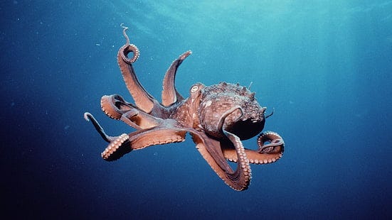 HD wallpaper: animals, underwater, octopus | Wallpaper Flare