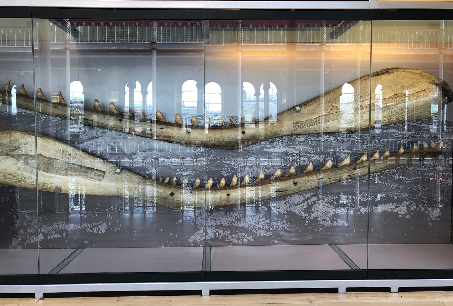 Two sperm whale jaw bones sit in a glass-fronted museum case on which arches and windows from the opposite side of the building are reflected. The jawbones have been decorated with scrimshaw art showing a sperm whale and a whale hunt.
