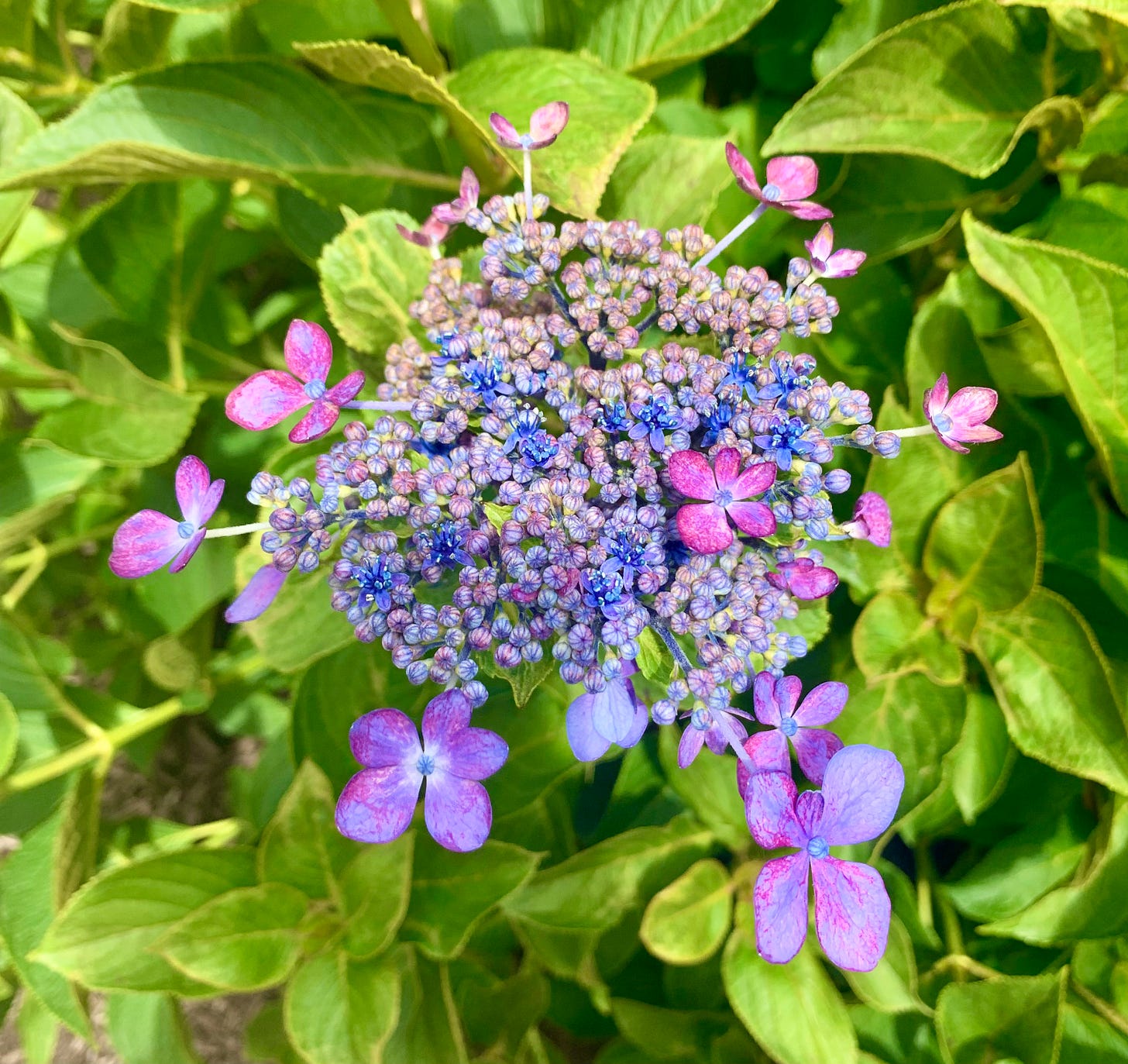 Another purple flower!